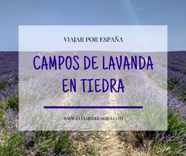 campos de lavanda de tiedra